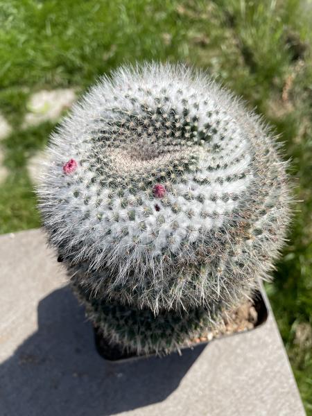 Mammillaria hahniana